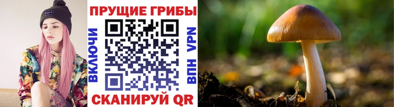 продажа наркотиков  Красноармейск  Галлюциногенные грибы Magic Shrooms 